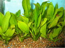 Echinodorus Bleheri